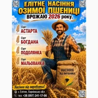 Мальованка. Насіння. Озима пшениця. 2026