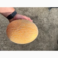 Продам Диню, сорт Ананаска та Ефіопка