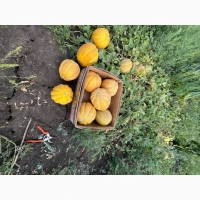 Продам Диню, сорт Ананаска та Ефіопка