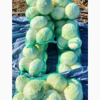 Продам капусту, сорт Агресор, 3-5 кг. Самарський район