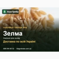 Пшениця тверда яра Зелма - насіння для посіву