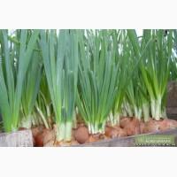 Продам лук зелёный оптом