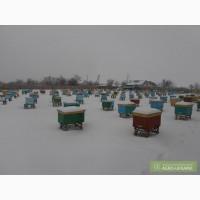 Продам пасеку, пчел, пакеты