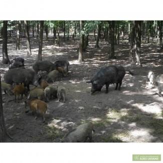ДИКИЙ КАБАН, продаж диких кабанів та поросят, Опт і роздріб!