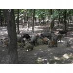 ДИКИЙ КАБАН, продаж диких кабанів та поросят, Опт і роздріб!