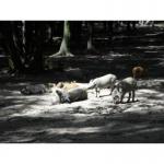 ДИКИЙ КАБАН, продаж диких кабанів та поросят, Опт і роздріб!