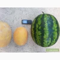 Продам оптом дыню раннюю, арбуз