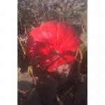 Продам тыкву - опт.Сорт Руж виф д'этамп