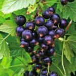 Современные сорта смородины