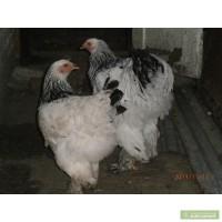 Продам кури брама, кохінхіни, орловці, інкубаційні яйця