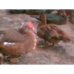 Продам тушки домашней утки Черри-Велли