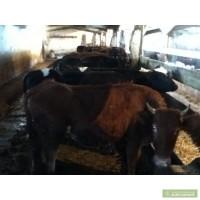 Телки на молоко(корову) красная степная