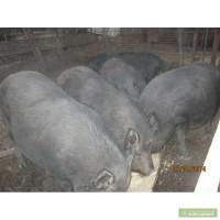 Продам Свиней Венгерская Мангалица+Втетнамская