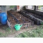 Технологические черви (семья) для биогумуса и для рыбалки