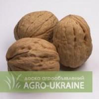 Грецкий орех