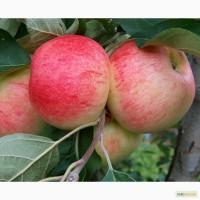 Продам саженцы Груши, яблони