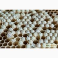 Продам трутневе молочко (гомогенат)