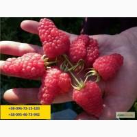 Продам малину, сорт Патриція (Патриция)