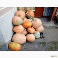 Продам гарбуз (тиквву)