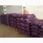 Продам товарную Картошку! Урожай 2023