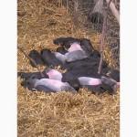 Продам вьетнамских травоядных поросят, возраст 1-2 месяца
