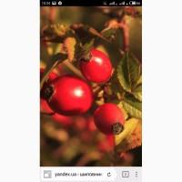 Куплю свежий шиповник, боярышник, красную рябину