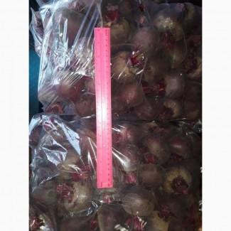 Продам оптом свеклу (буряк), овощи-фрукты г. Киев! Доставка ежедневная