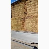 Продам люцерну в больших квадратных тюках(Доставка-Киев)