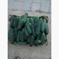Продам тепличний огірок 10грн
