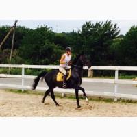 Жеребець Чистокровна Верхова Порода