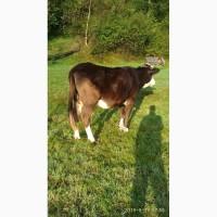 Продам корову