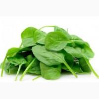 Продадим салаты разных типов, руколлу, шпинат