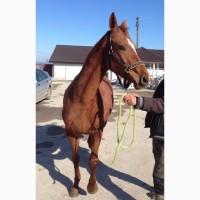 Кобила Українська верхова порода жеребна