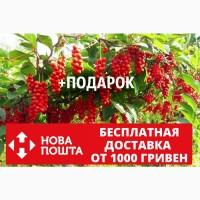 Лимонник китайский семена (10 штук) лимоннік для выращивания саженцев