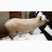 Продам злучену свиноматку