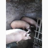 Продам свиней