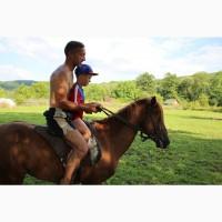 Кінь, вогер, гуцульська порода