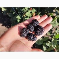 Продам саджанці ожини Чорна Магія (Black Magic)