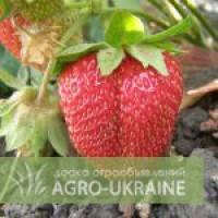 Саджанці клубники