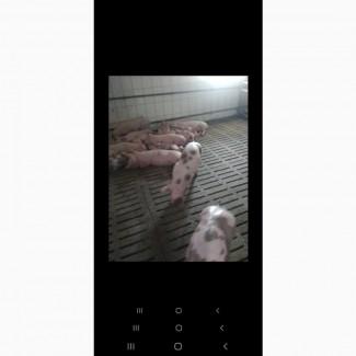 Продаются поросята с комплекса мясных направлений