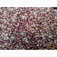 Воздушка часника с.Любаша.фц.3, 5+-4мм-на фото