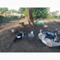 Продам утят мускусной утки (индоутки) для разведения. Утки шипуны