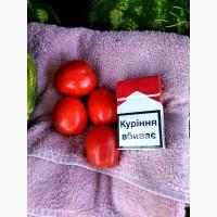 Продам помидор сливку качество на высоте