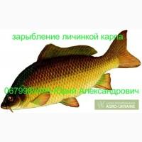 Продам личинку карпа