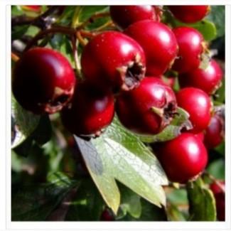 Свежий и сухой боярышник