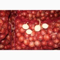 Продам лук Боско