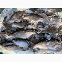 Продам мороженую рыбу. Лещ, подлещ, тарань, густера, синец