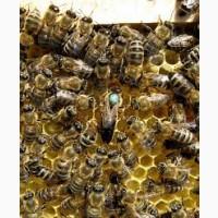 Пчелопакеты