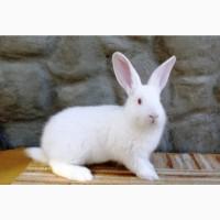Продам кролей белый Паннон
