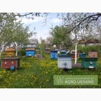 Продам Пасеку